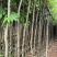 阴香2-10分，大量出售