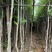 阴香2-10分，大量出售