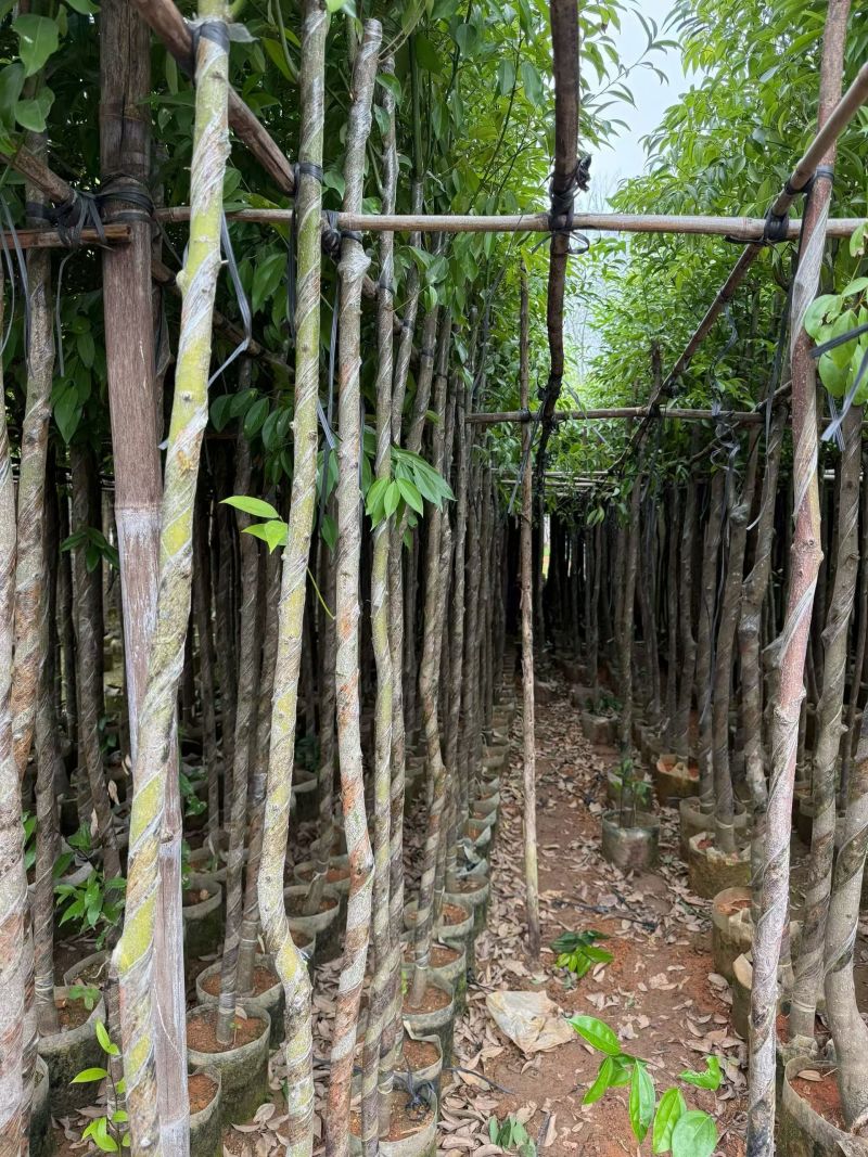 阴香2-10分，大量出售