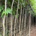 阴香2-10分，大量出售