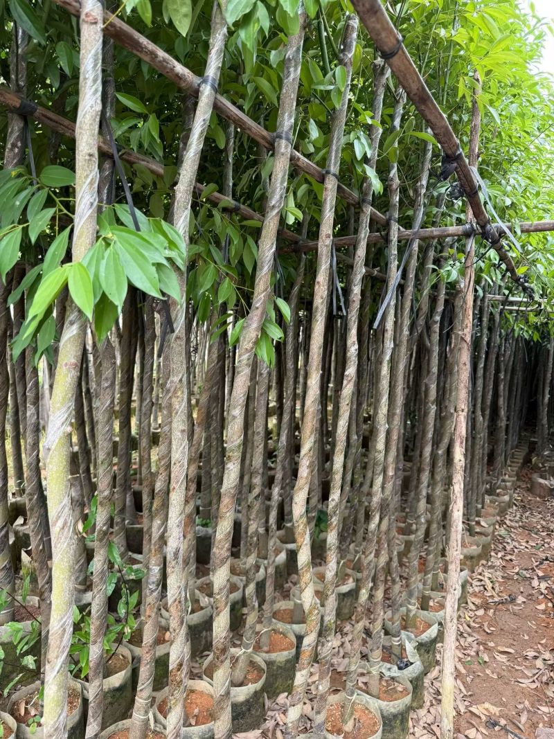 阴香2-10分，大量出售