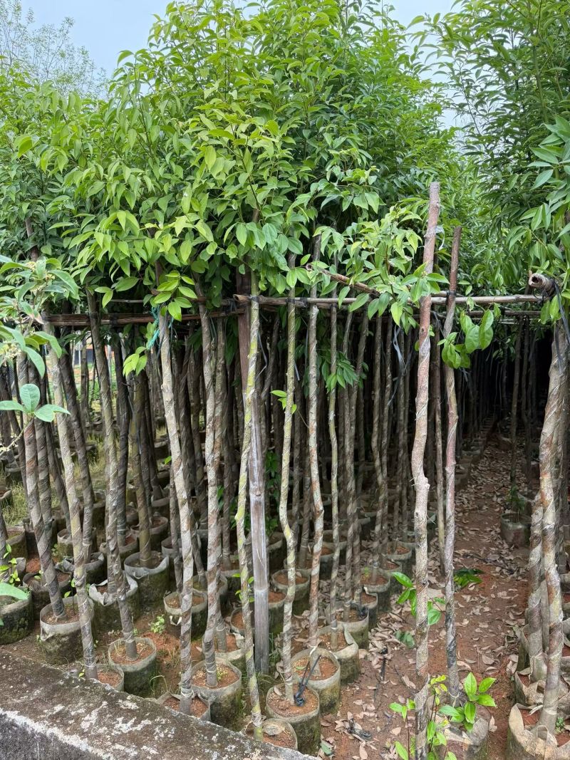 阴香2-10分，大量出售