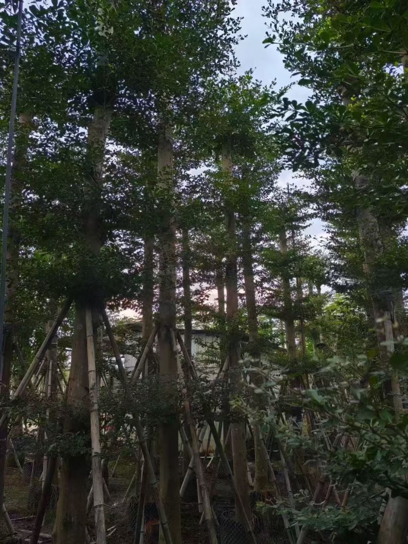 小叶榄仁8-18公分。大量出售