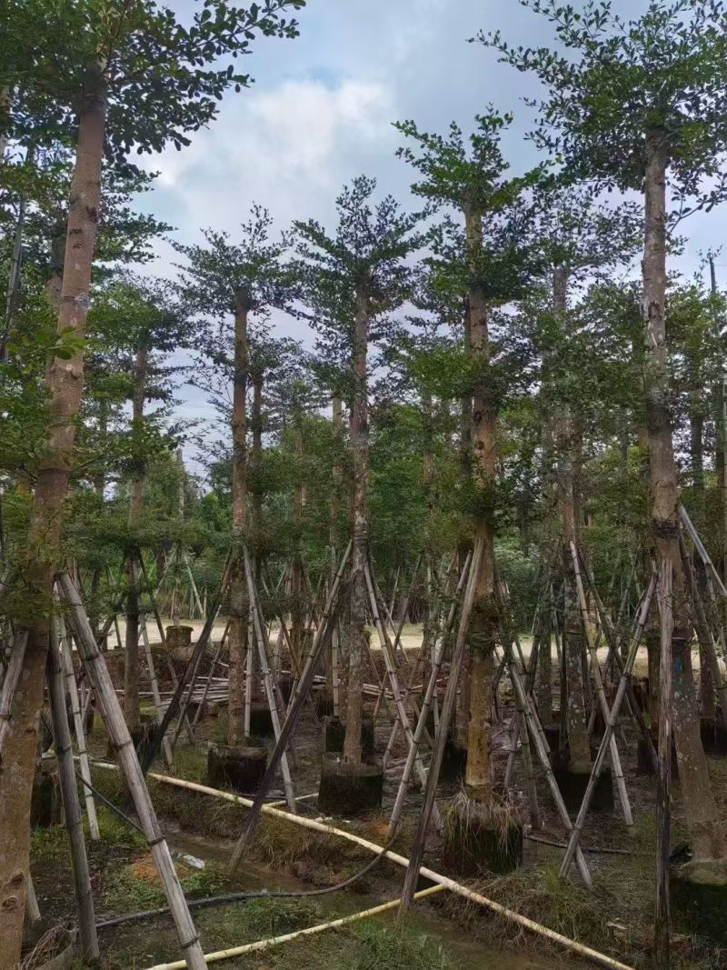 小叶榄仁8-18公分。大量出售