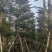 小叶榄仁8-18公分。大量出售