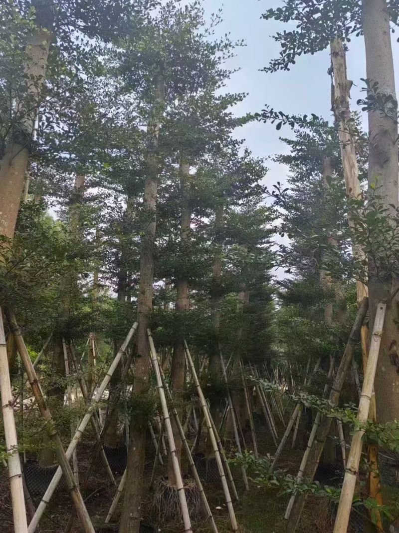 小叶榄仁8-18公分。大量出售