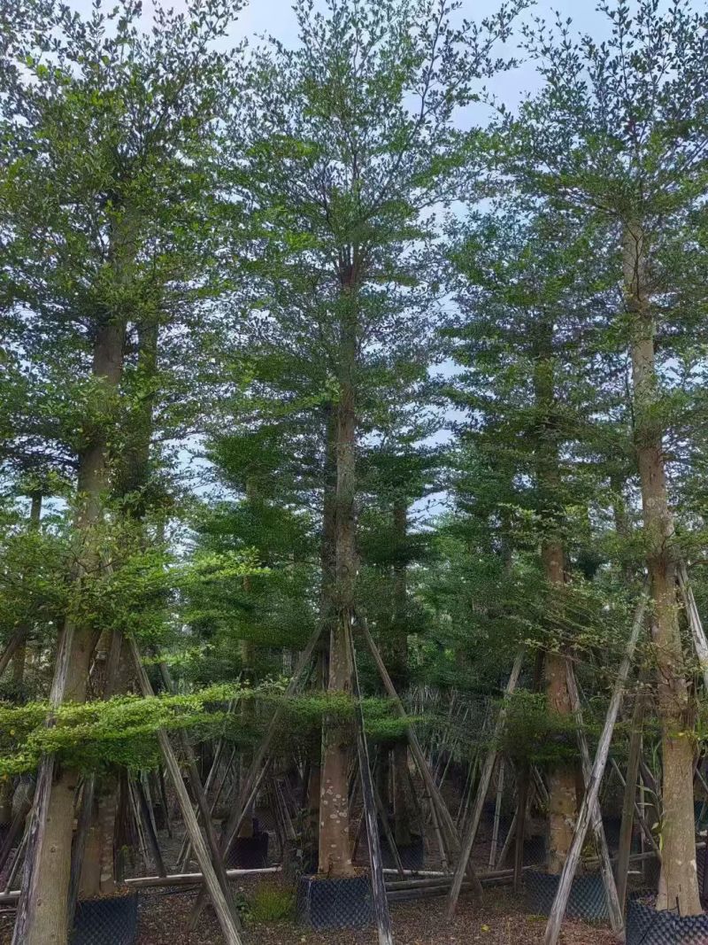 小叶榄仁8-18公分。大量出售
