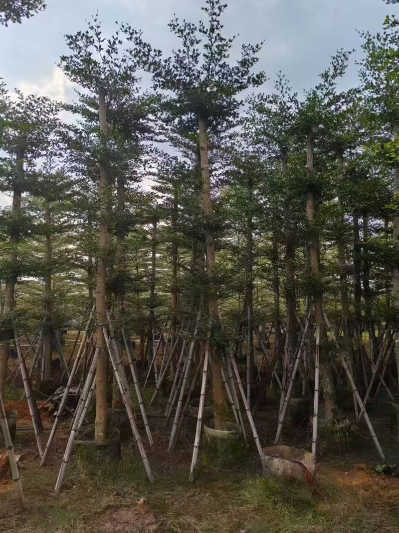 小叶榄仁8-18公分。大量出售