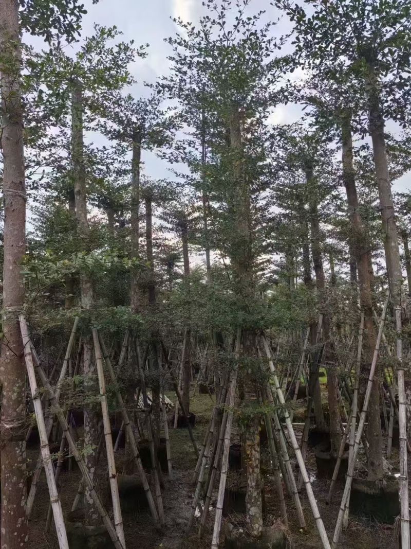 小叶榄仁8-18公分。大量出售