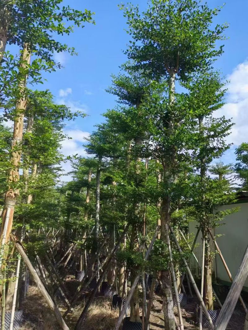 小叶榄仁8-18公分。大量出售