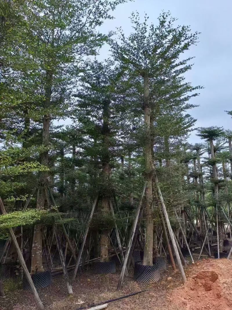 小叶榄仁8-18公分。大量出售