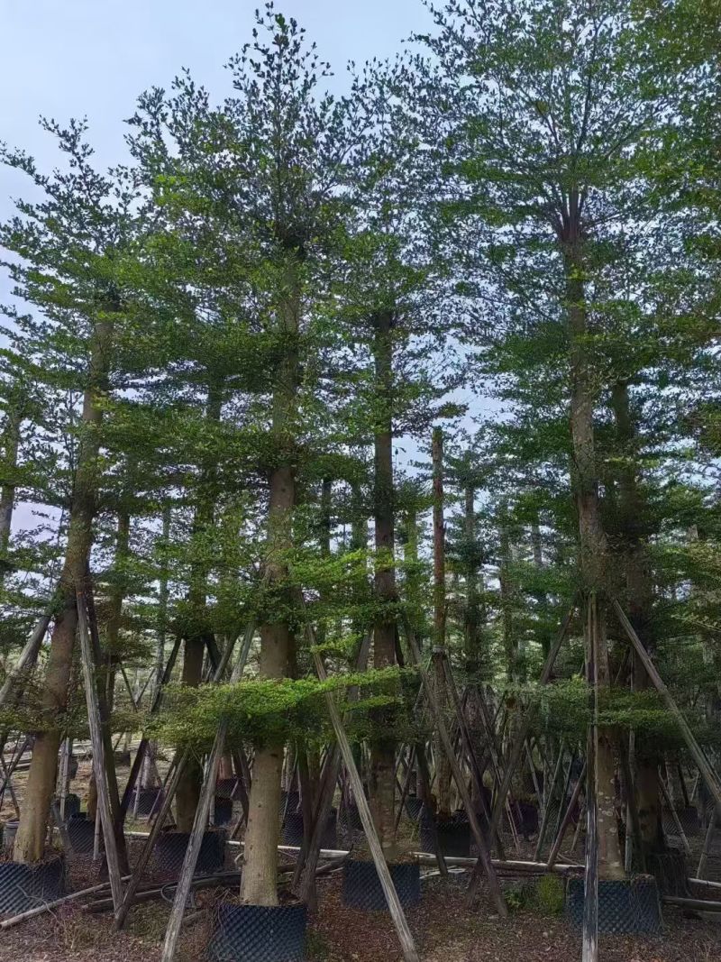 小叶榄仁8-18公分。大量出售