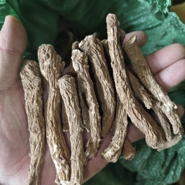 当归股子，高海拔云归