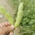 蚕豆（葫豆）本地货3月中旬将大量上市。有需要的老板光临。