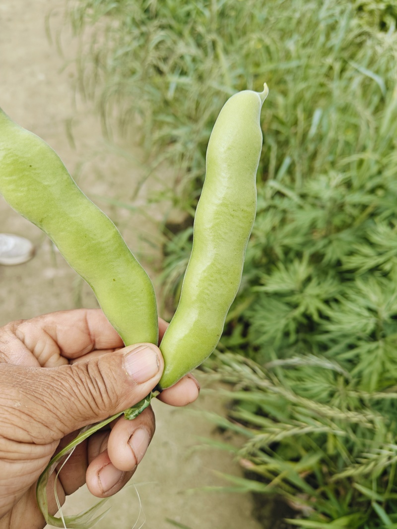 蚕豆（葫豆）本地货3月中旬将大量上市。有需要的老板光临。