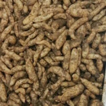 0代乌红天麻种现货速发