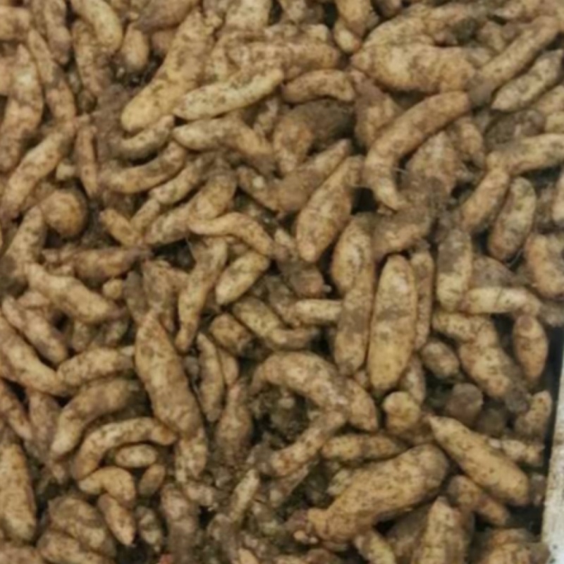 0代乌红天麻种现货速发