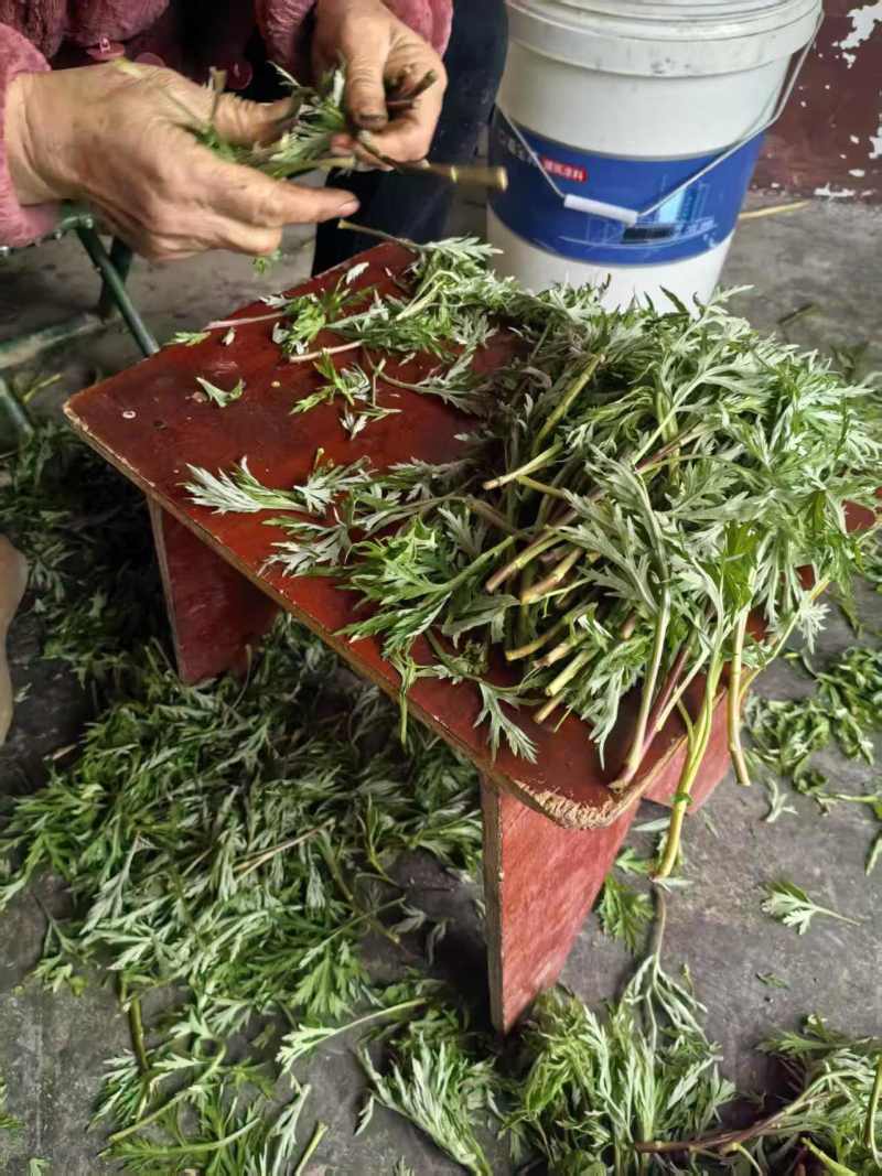 洞庭湖野生藜蒿