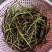 洞庭湖野生藜蒿