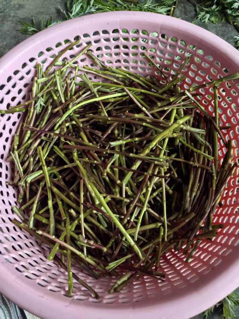 洞庭湖野生藜蒿