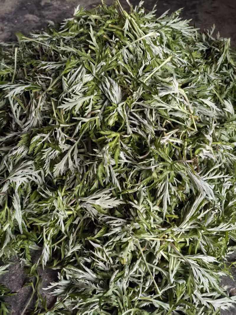 洞庭湖野生藜蒿