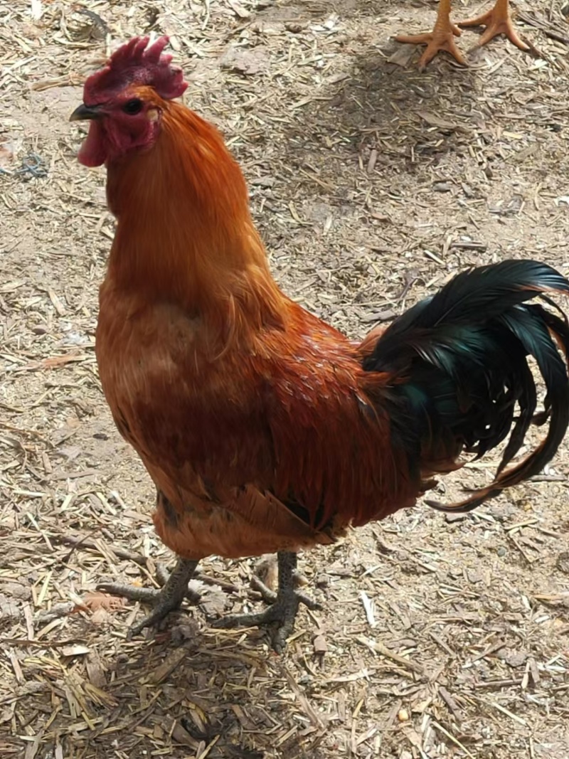 土鸡