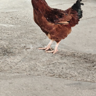 土鸡