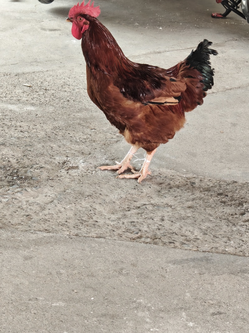 土鸡