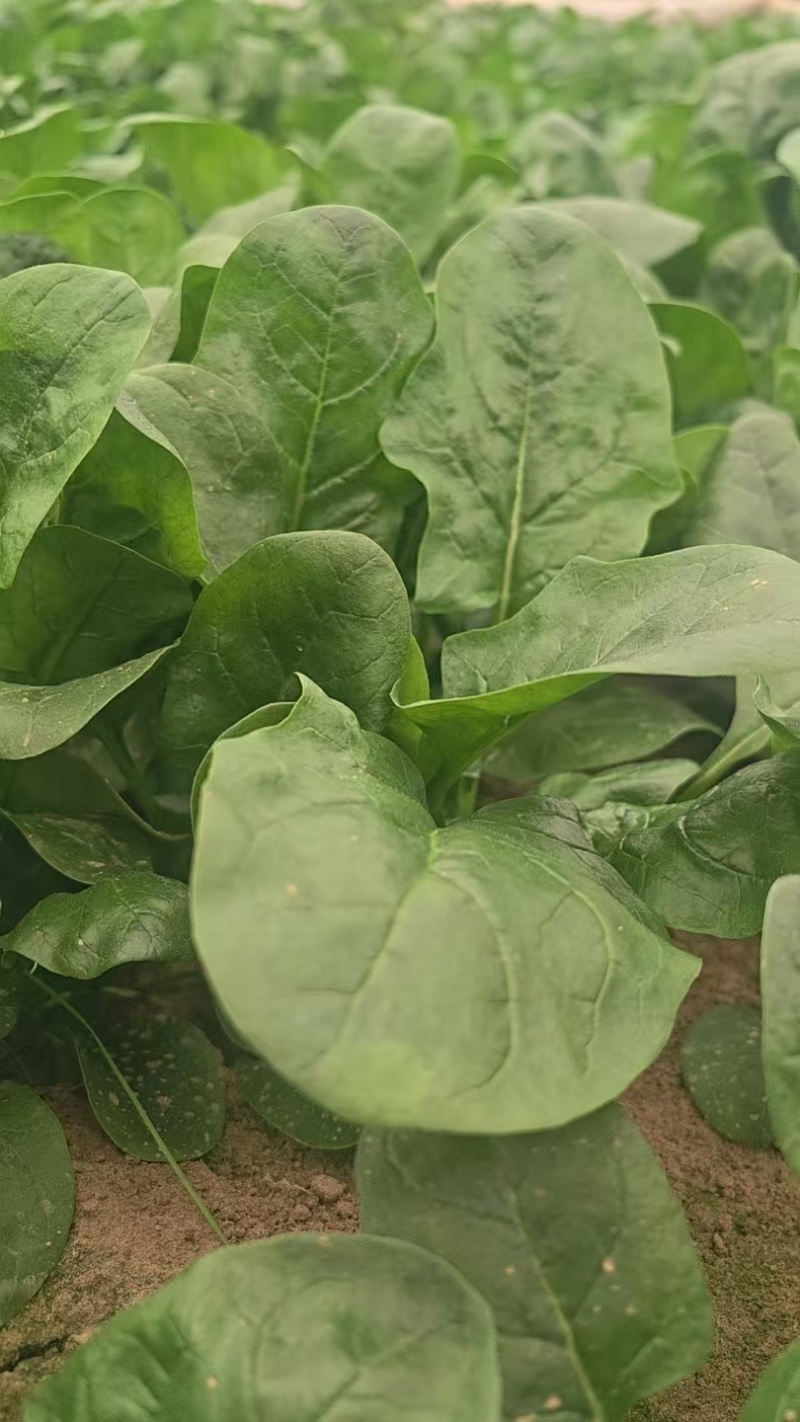 自己种的大叶的菠菜