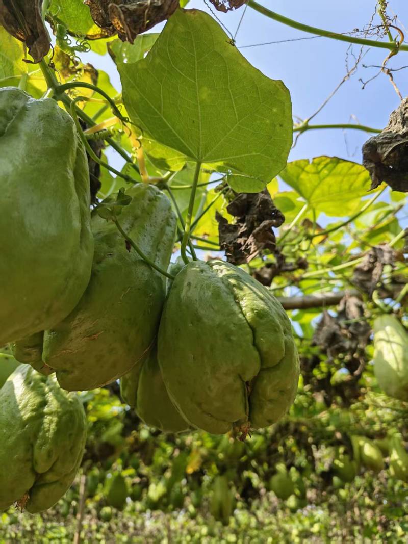佛手瓜苗老瓜龙须菜种植优果保水靓果佛手瓜种