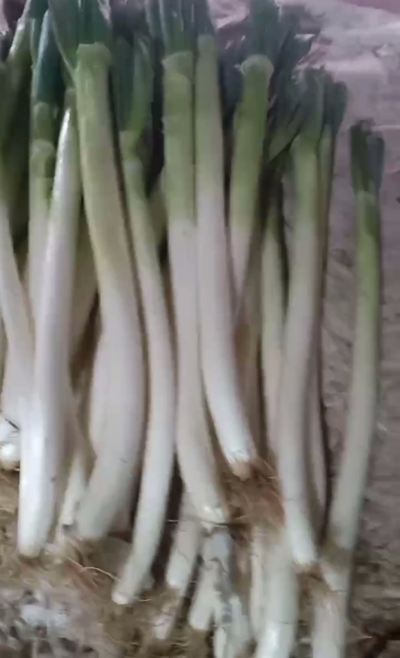 铁杆大葱，毛葱，净葱都有