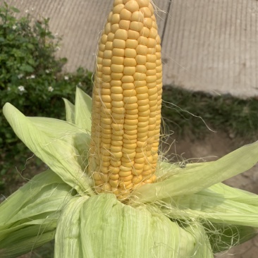 太阳花甜玉米