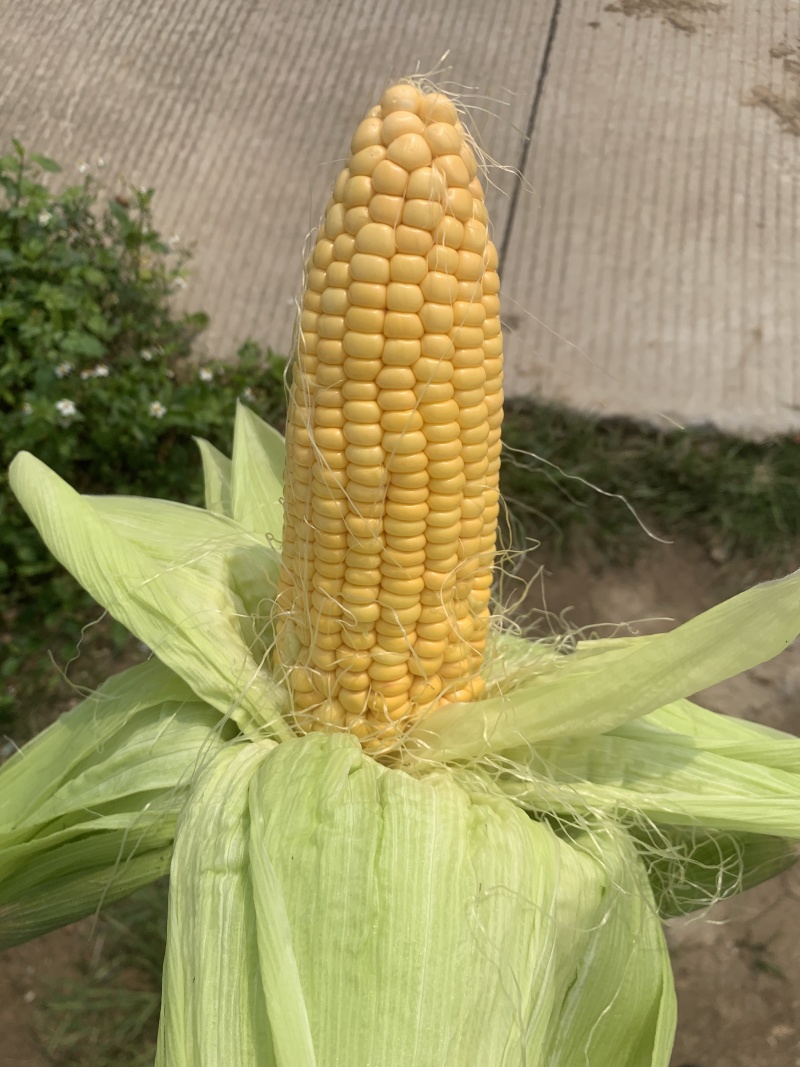 太阳花甜玉米