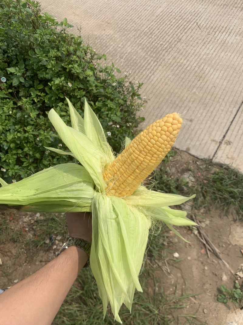 太阳花甜玉米