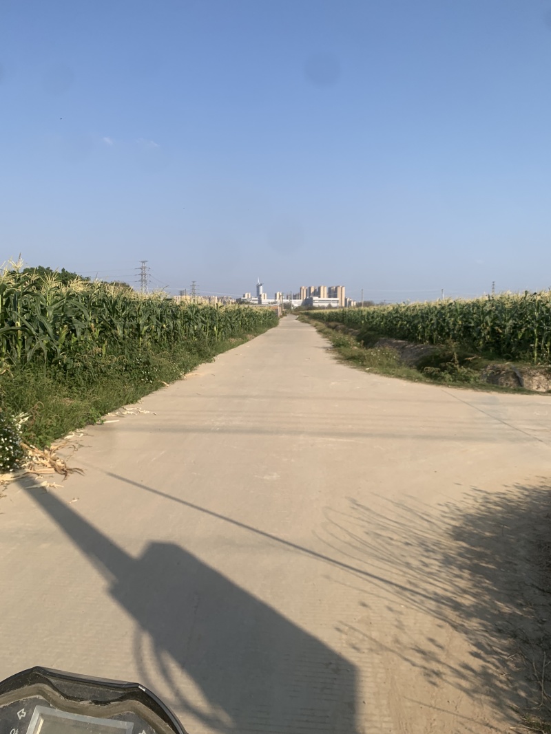 太阳花甜玉米