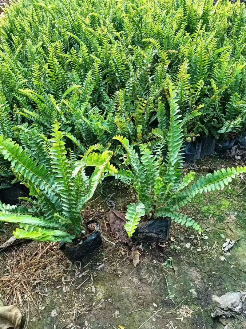 观叶植物肾蕨大杯，基地有量，欢迎来一亩田订购。