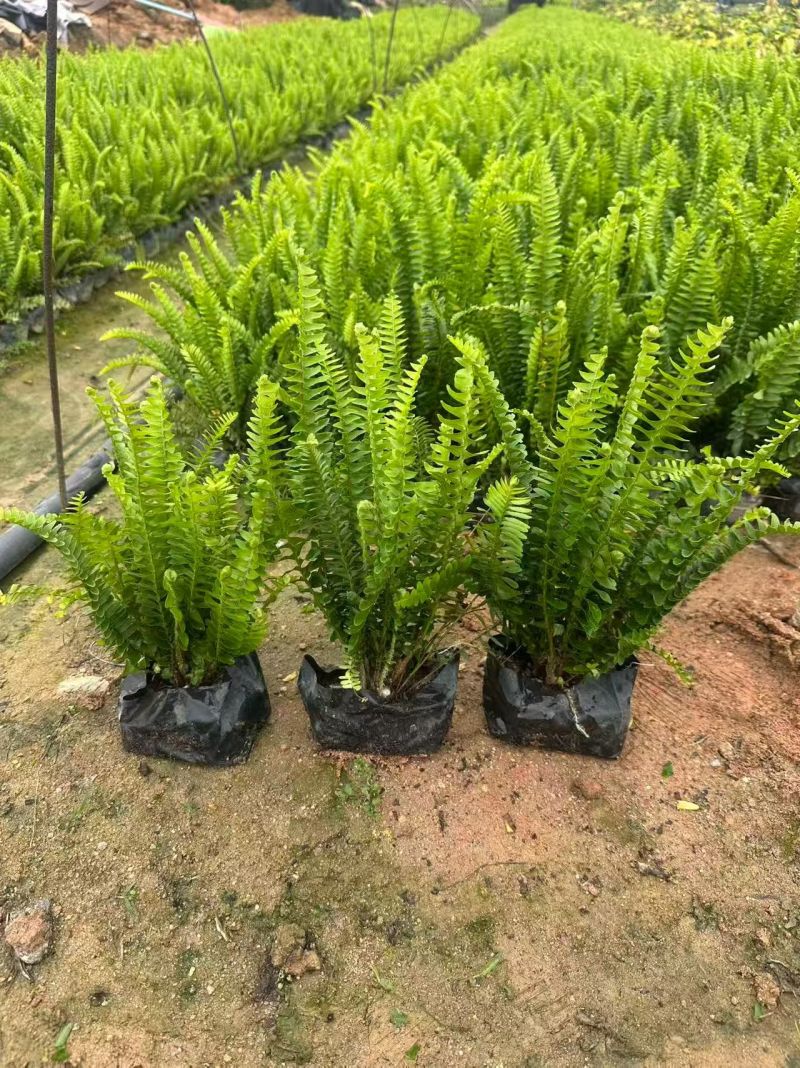 观叶植物肾蕨大杯，基地有量，欢迎来一亩田订购。