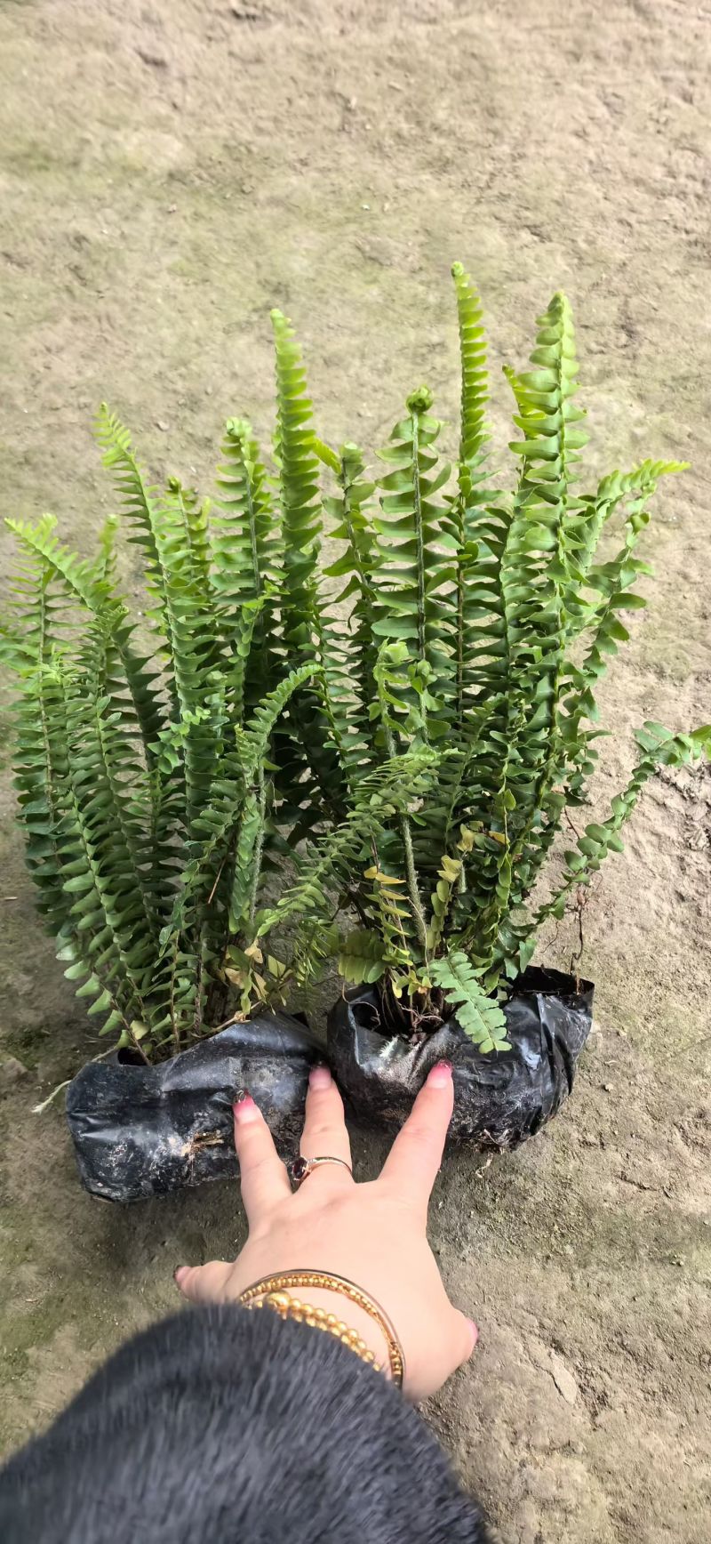 观叶植物肾蕨大杯，基地有量，欢迎来一亩田订购。