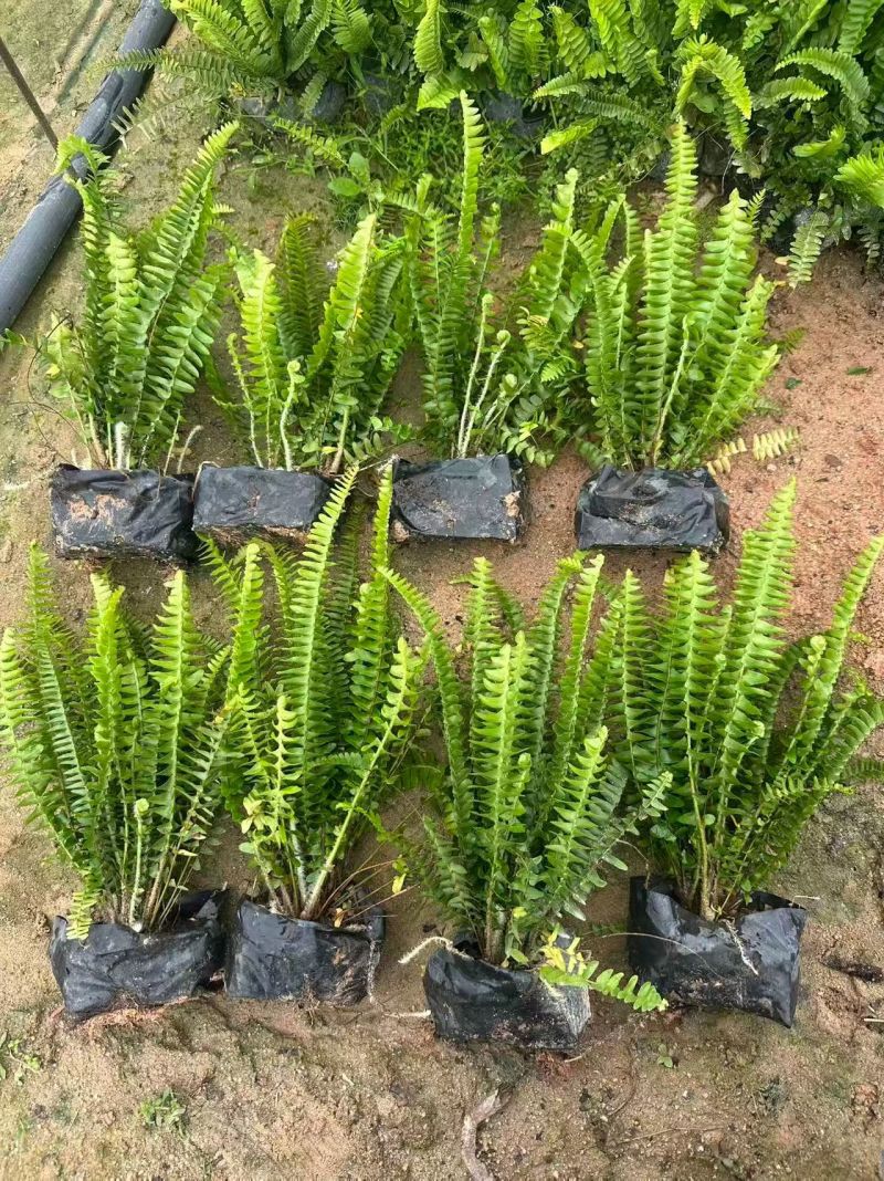 观叶植物肾蕨大杯，基地有量，欢迎来一亩田订购。