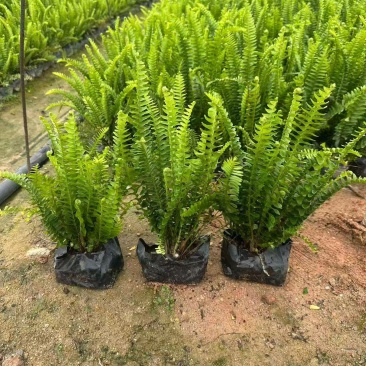 观叶植物肾蕨大杯，基地有量，欢迎来一亩田订购。