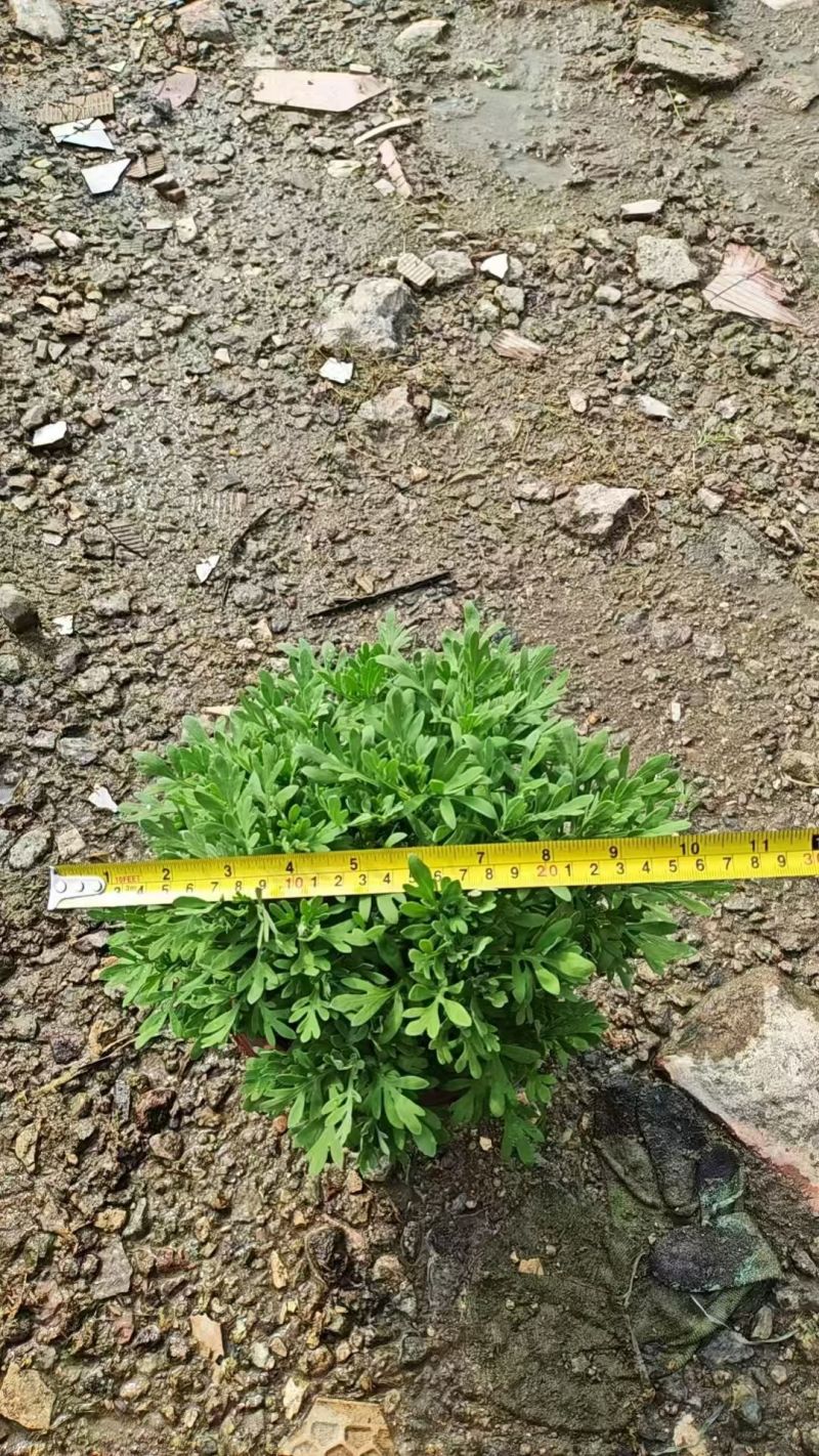 观花植物芙蓉菊230盆，基地有量，欢迎来一亩田订购。