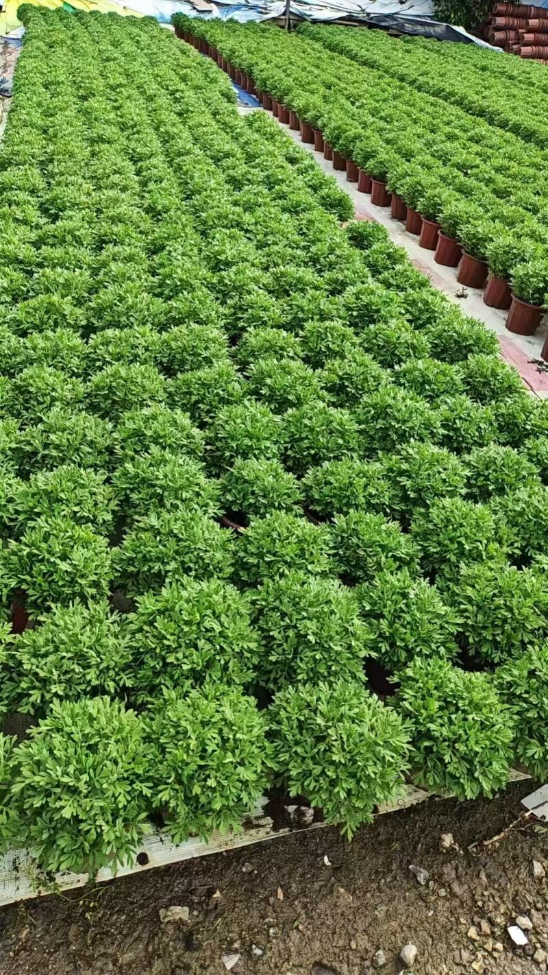 观花植物芙蓉菊230盆，基地有量，欢迎来一亩田订购。