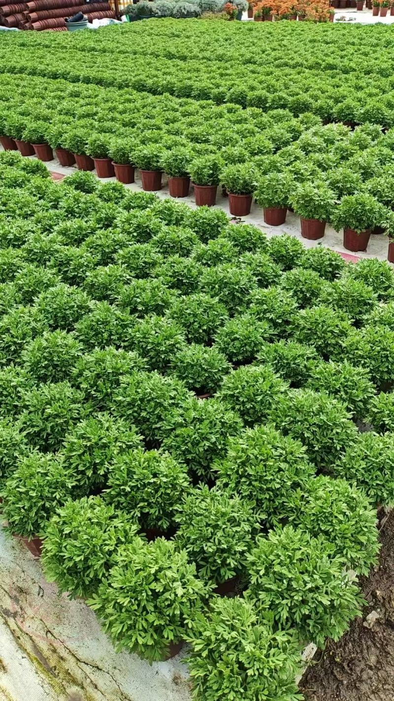 观花植物芙蓉菊230盆，基地有量，欢迎来一亩田订购。