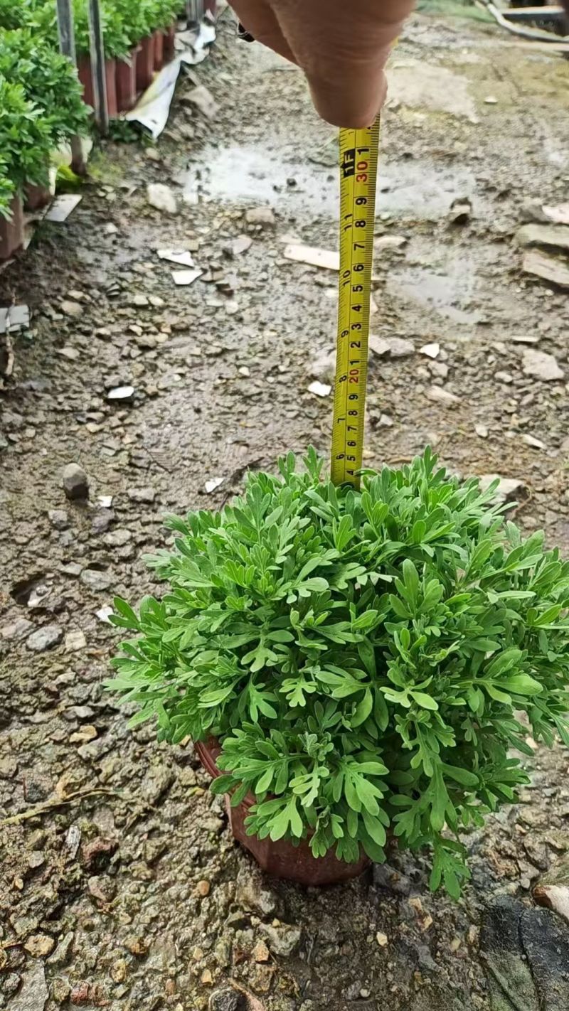 观花植物芙蓉菊230盆，基地有量，欢迎来一亩田订购。