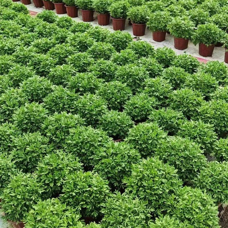观花植物芙蓉菊230盆，基地有量，欢迎来一亩田订购。