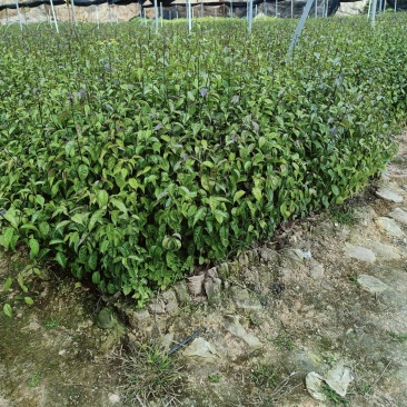小叶岗梅种苗