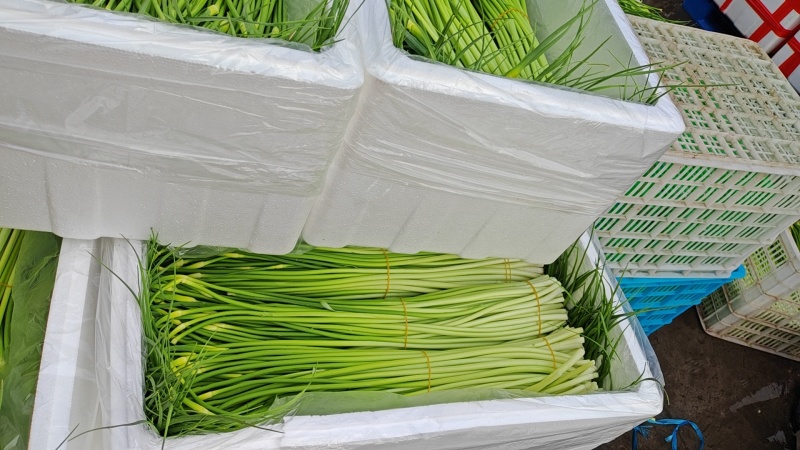 本地新蒜苔，量大质优，欢迎有需要的老板咨询订购