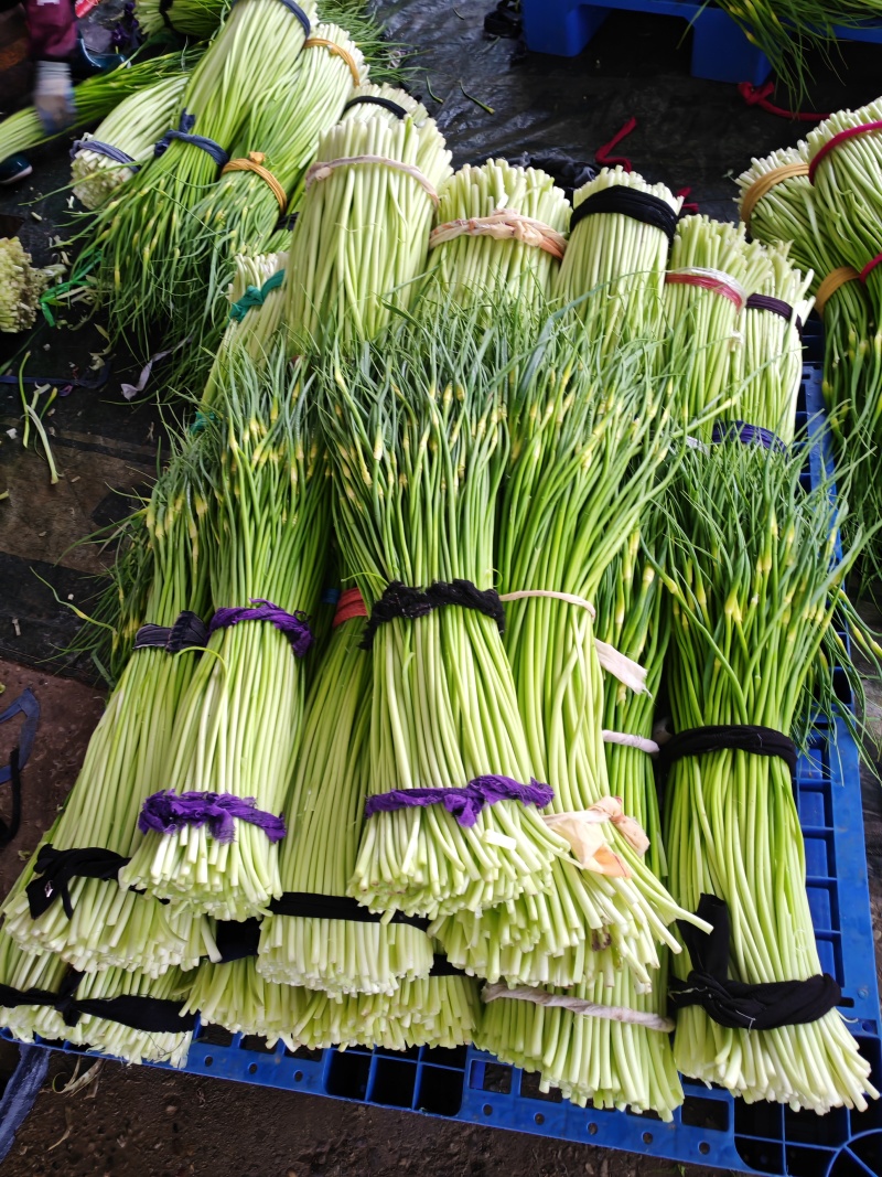 本地新蒜苔，量大质优，欢迎有需要的老板咨询订购
