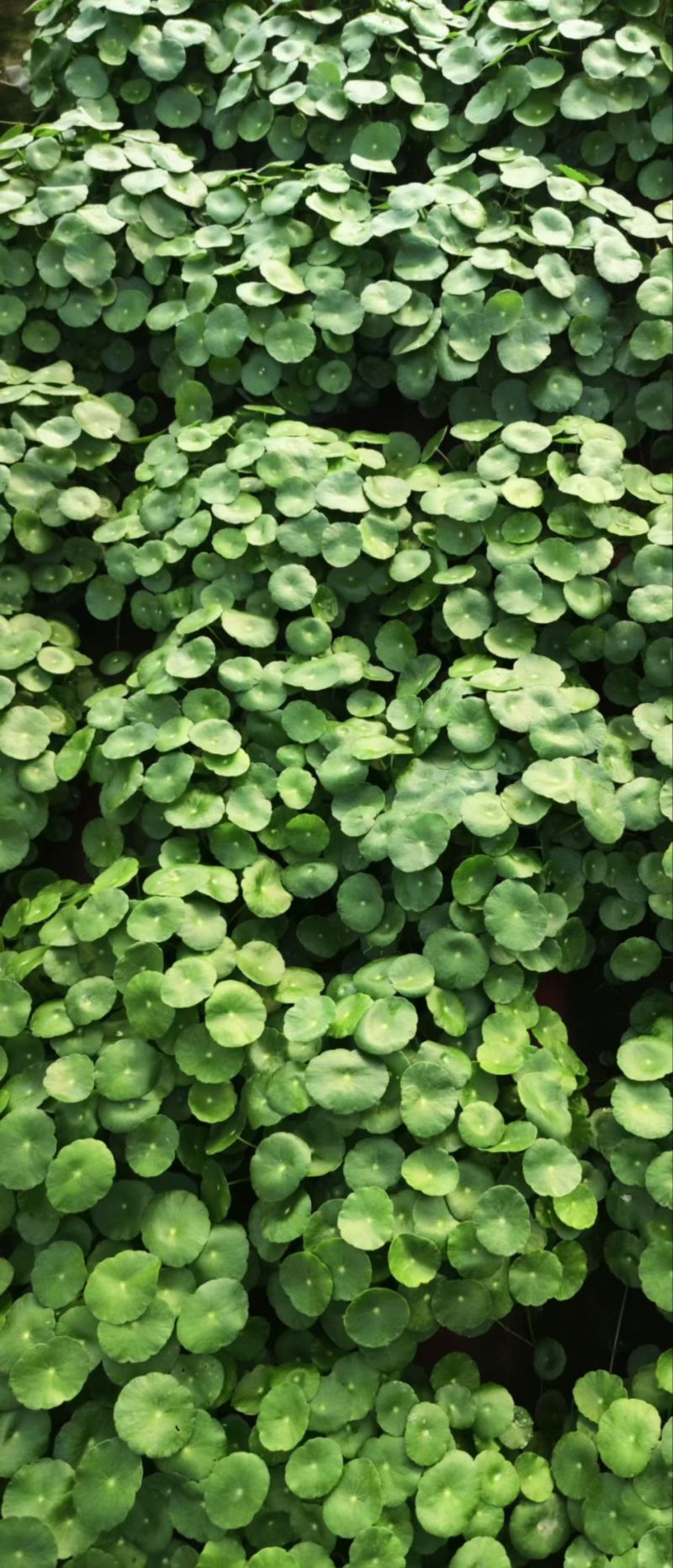 铜钱草