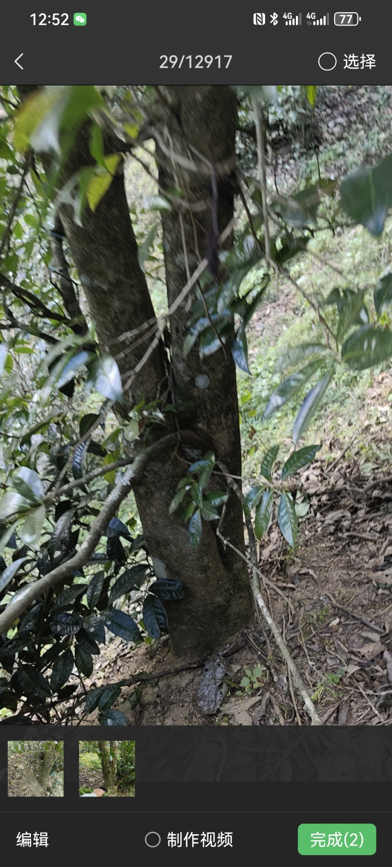 云南临沧野生红茶2026年春茶3吨自家茶可实地考察